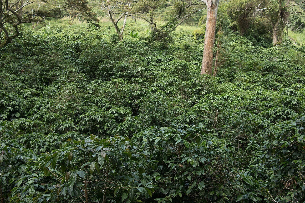 Planta de cafe arabica Colombia Eje Cafetero cultivo cafetero Arabia Pereira