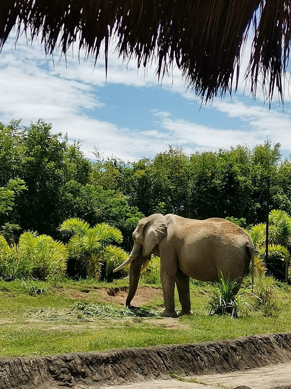 Elefante africano en el Bioparque Ukumarí Pereira Colombia